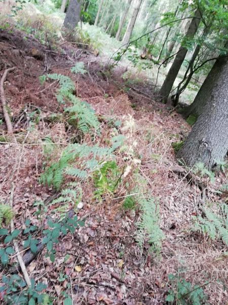 images/images/fotos/wollendorf2018/IMG-20180916-WA0022.jpg